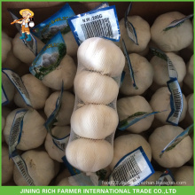 China billig Knoblauch Export frischen billig Knoblauch 4.5cm